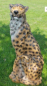 Preview: 3D Tiere - Franzbogen, sitzender Gepard
